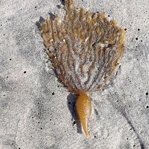 Meet your Posher, Rosemary